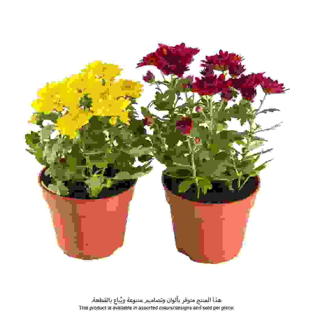 Siji Seasonal Chrysanthemum in Pot (Assorted colors/designs)