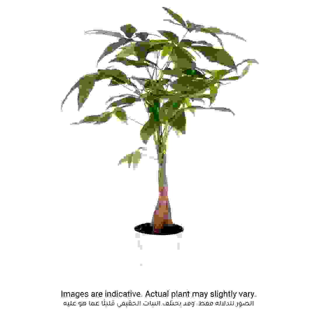 نبات شجرة المال ملتف للأماكن الداخلية
