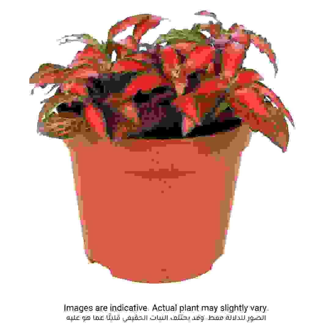 Siji Red Fittonia Plant