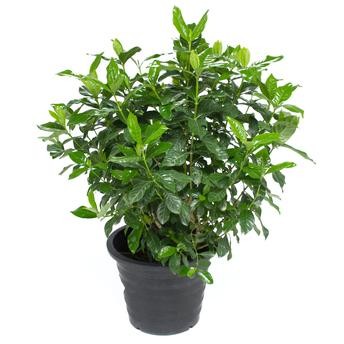 نبات فيرست لوف جاردينيا ياسمينويدس الخارجي (30 × 30 × 50 سم)