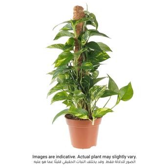 Money Plant Scindapsus (50 cm)