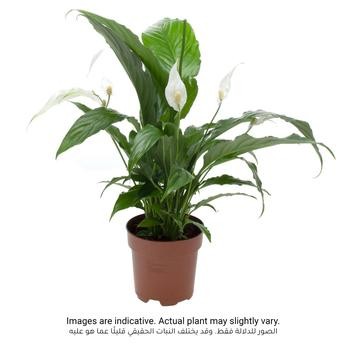 Peace Lilly Spathiphyllum Indoor Plant (15 x 50 x 50 cm)