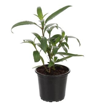 Ruellia Plant (13 cm)