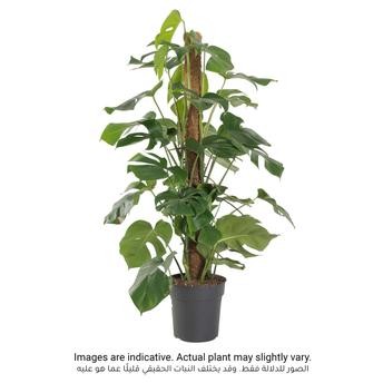 نبات مونستيرا داخلي طبيعي سيجي (120 سم)