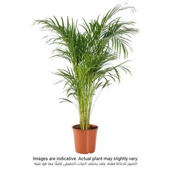 Siji Areca Palm Indoor Live Plant (150 cm)