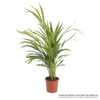 Siji Areca Palm Live Indoor Plant (50-60 cm)