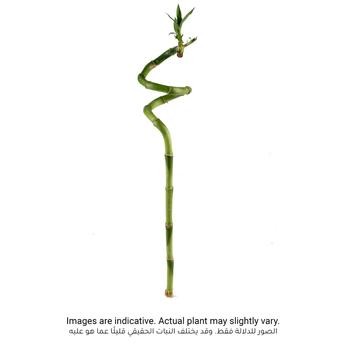 Lucky Bamboo Curly Stick Indoor Plant (40 cm)