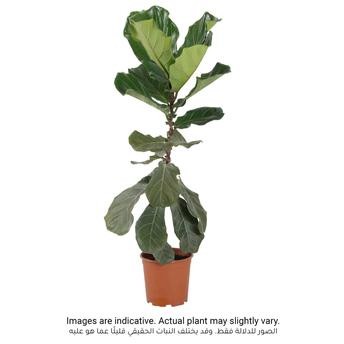 Ficus Lyrata- Fiddle Leaf Fig Tree Plant (18 x 20 x 100 cm)