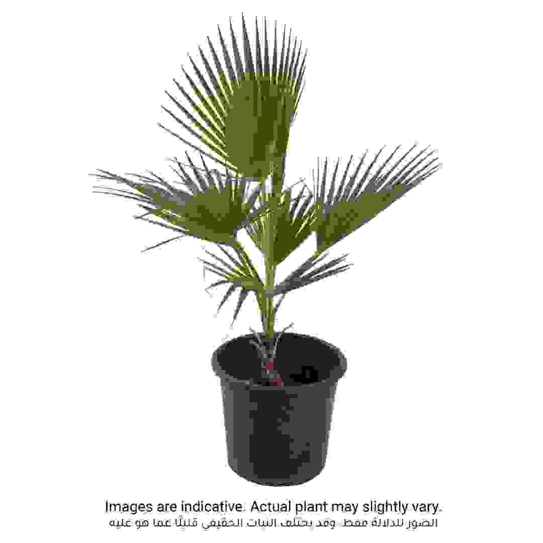 Washingtonia Palm Outdoor Plant (Small, 40 cm)