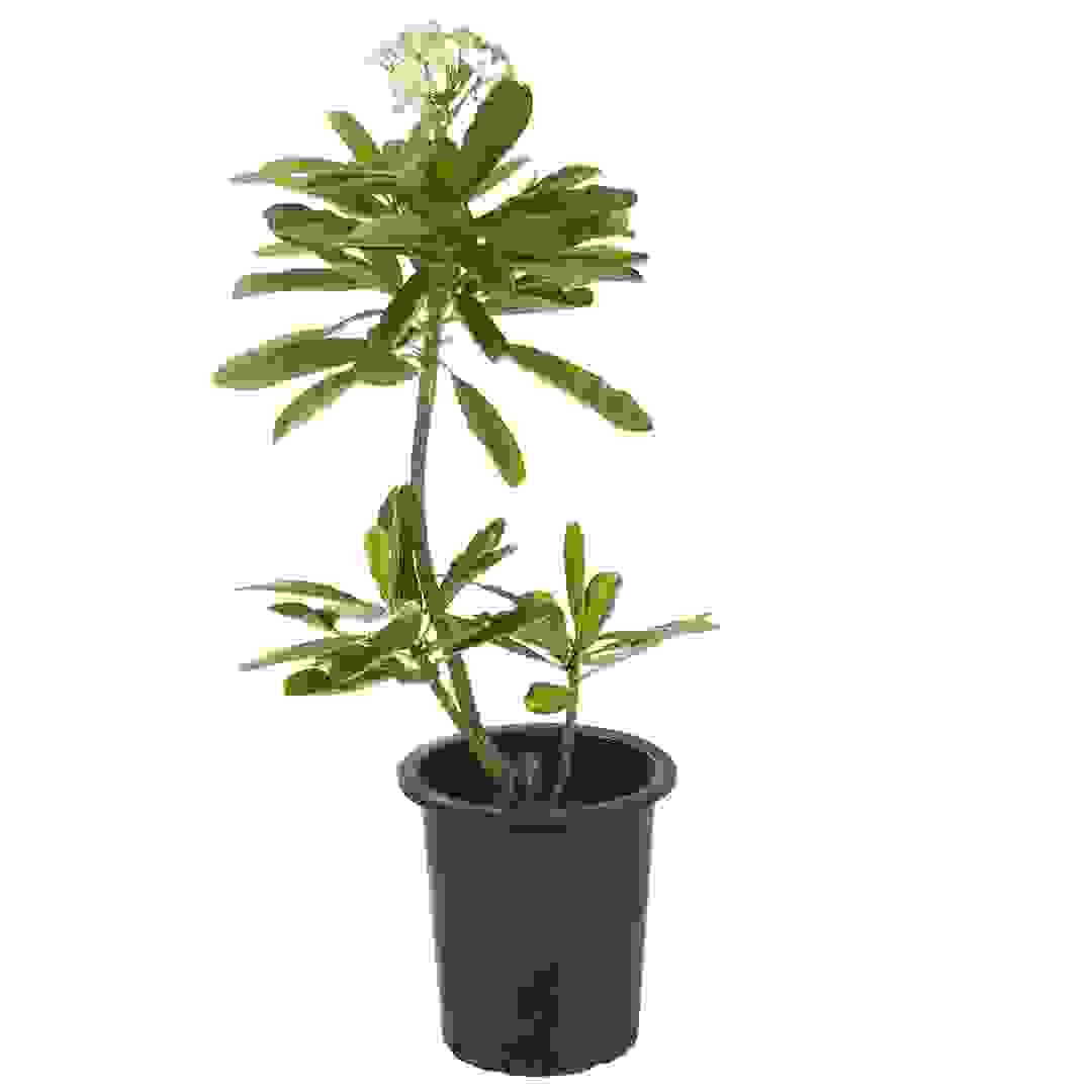Plumeria Live Plant, Small (60-80 cm)