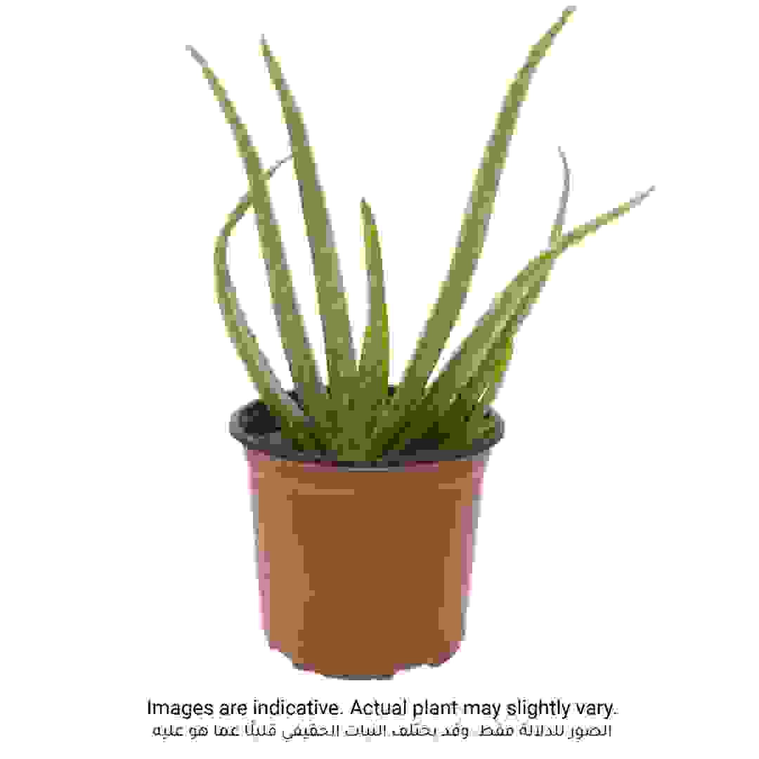 Aloevera Outdoor Plant (10-20 cm)