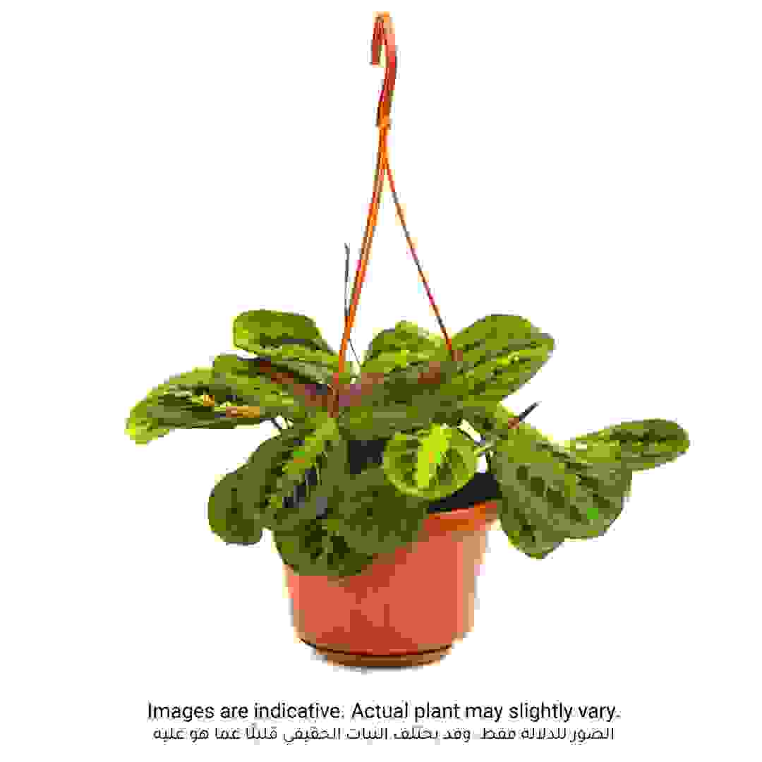 Siji Maranta Prayer Hanging Plant