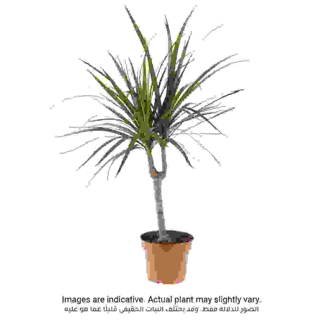 Red-edge Dracaena Marginata Head Plant (9 x 11 x 40 cm)