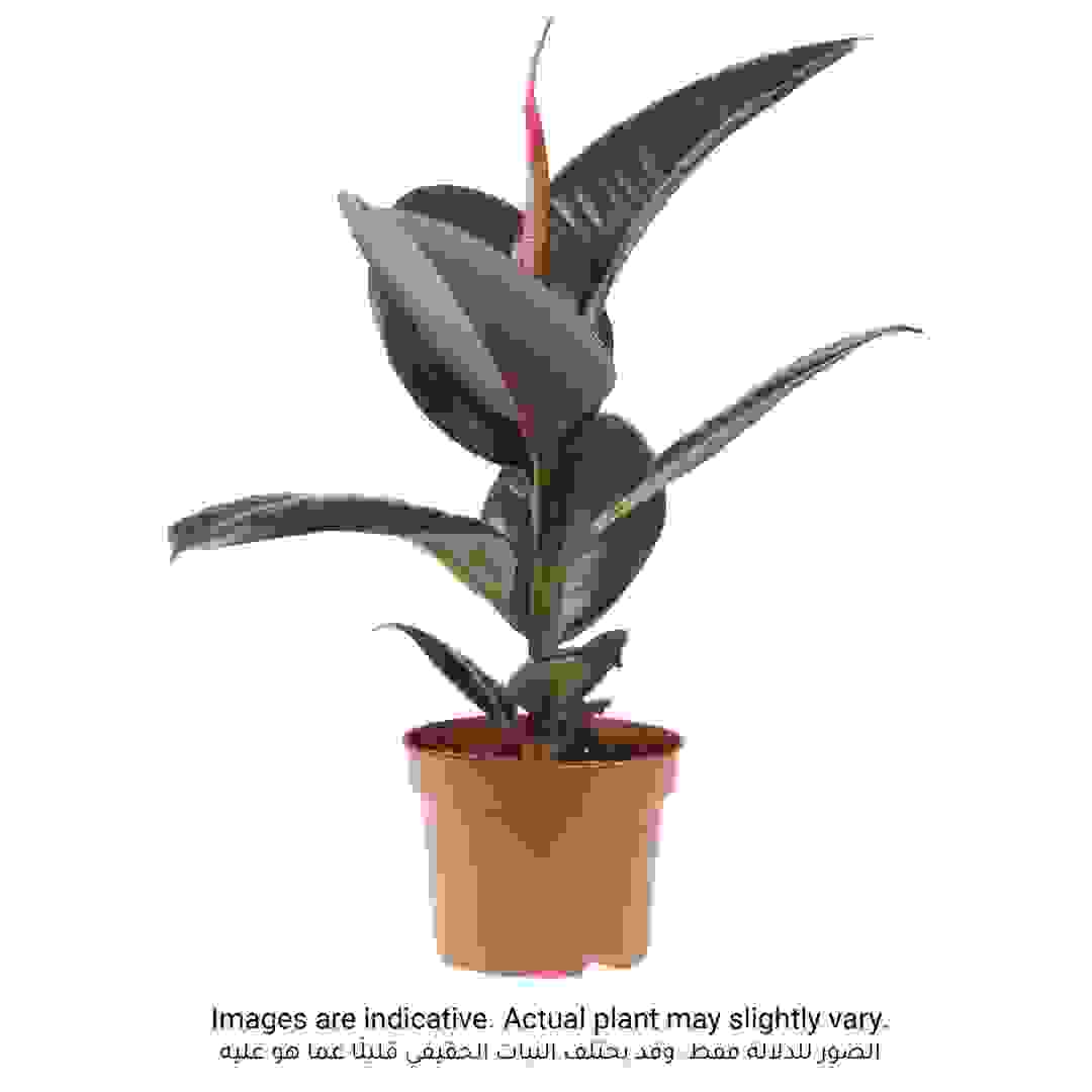 Indian Rubber Plant Ficus Robusta (9 x 12 x 40 cm)