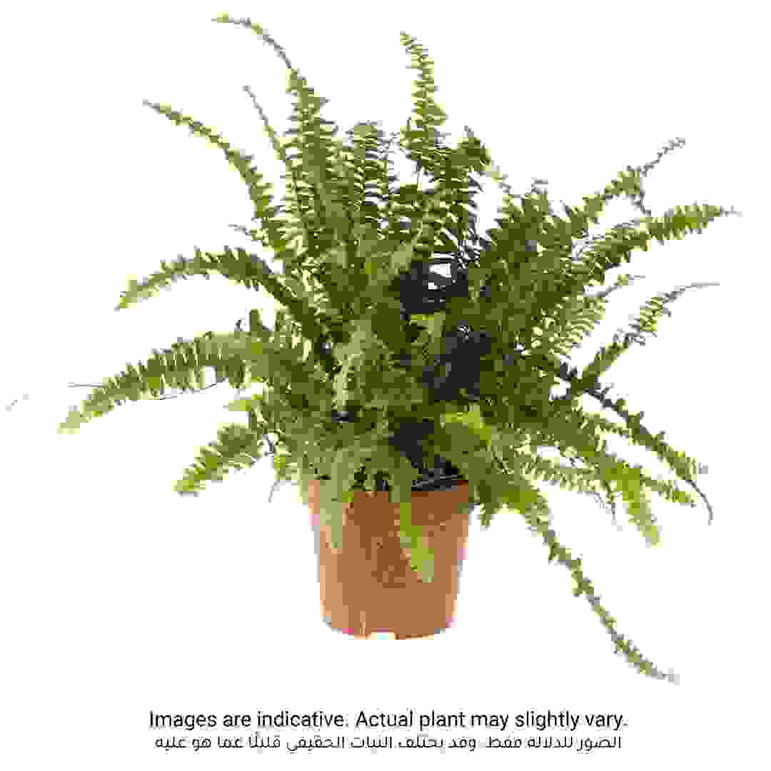 نبات سيفاوي