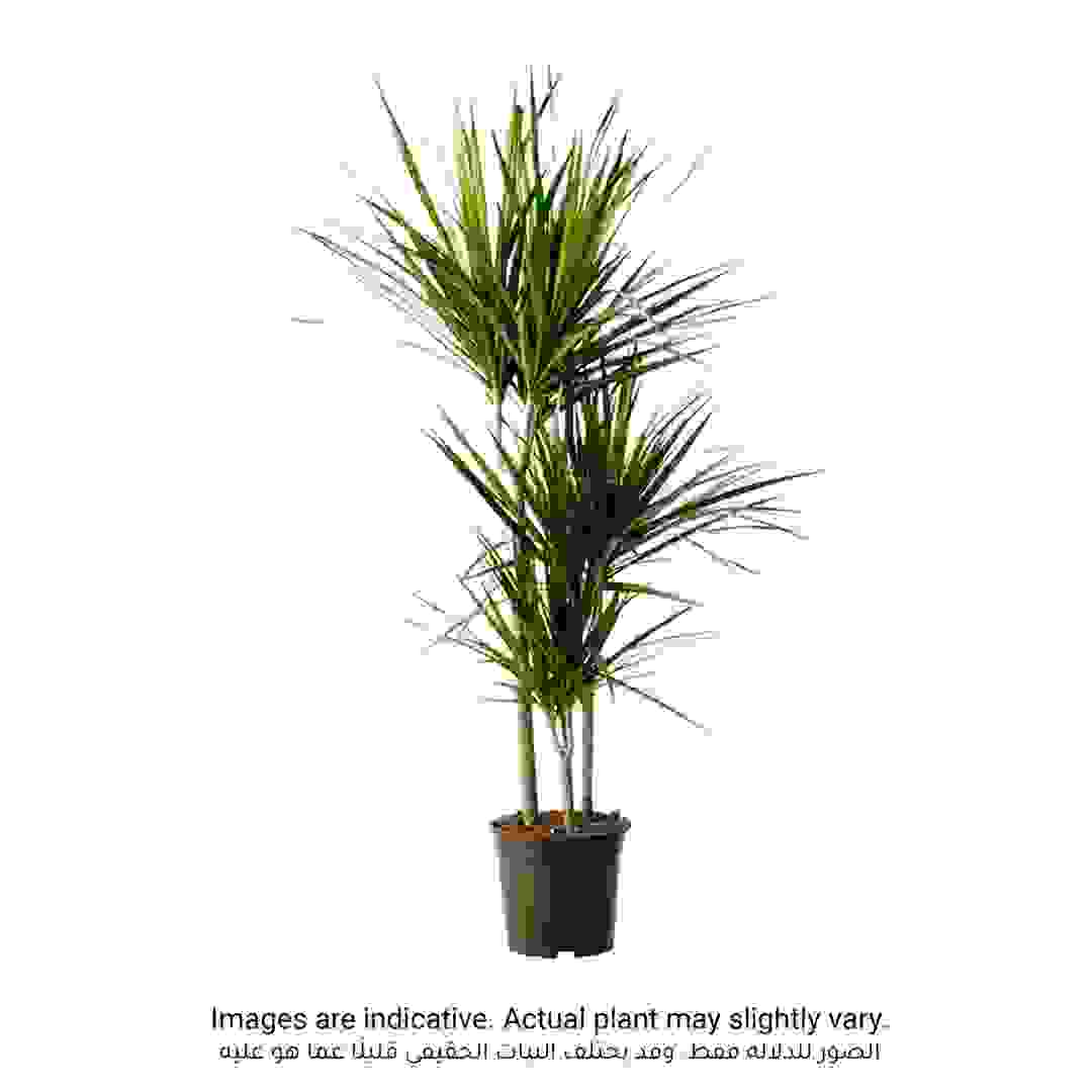 Siji Dracaena Marginata (3PP, 22 x 24 x 150 cm)