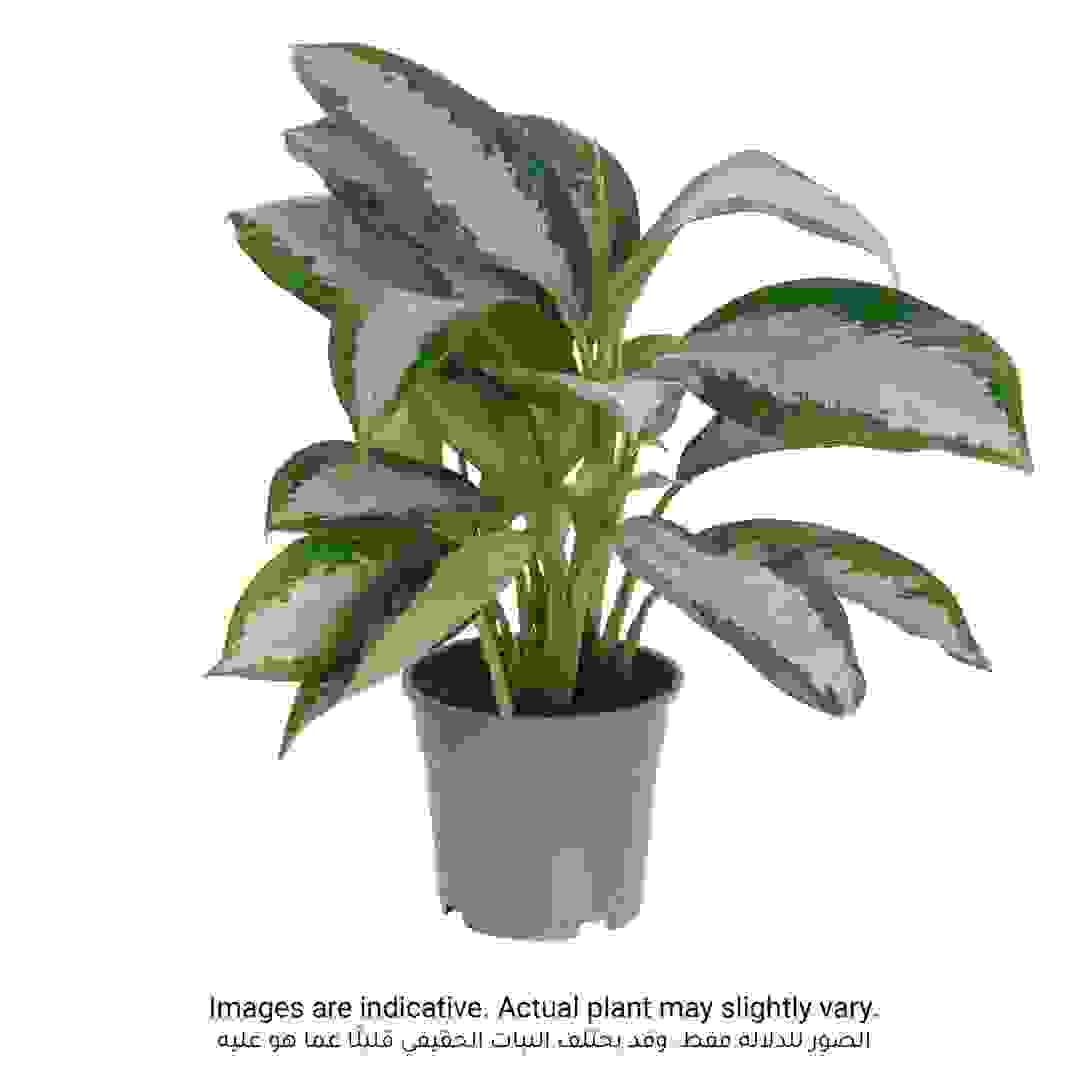 Aglaonema Pattaya Beauty Indoor Plant (50-60 cm)
