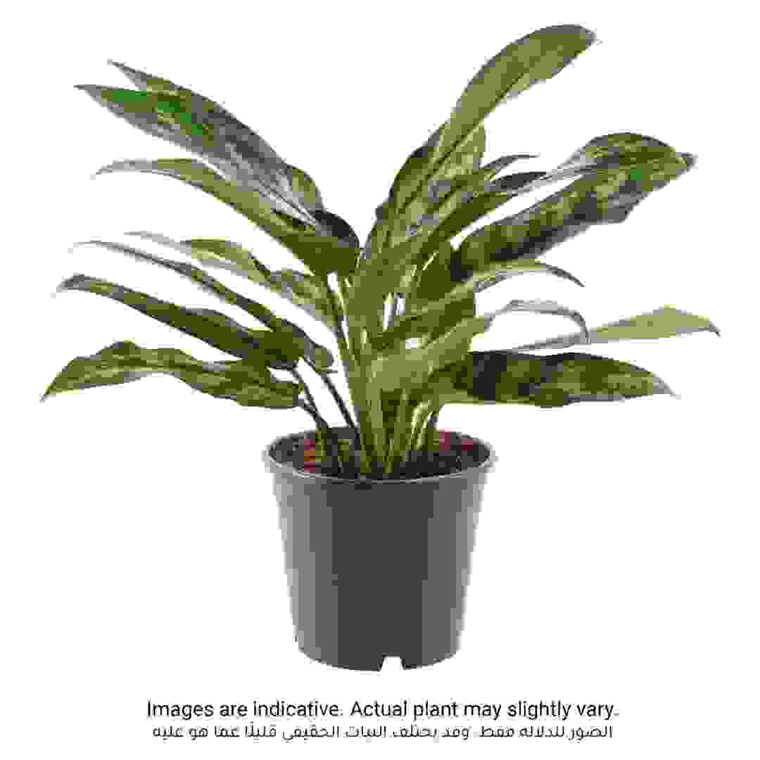Aglaonema Maria Indoor Plant (40 cm)