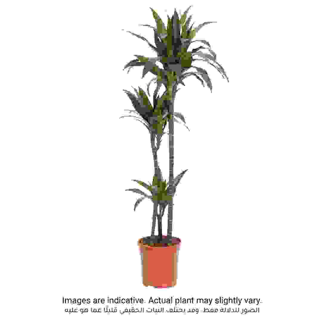 Indoor Plant Dracaena Janet Craig 3PP (150 cm)