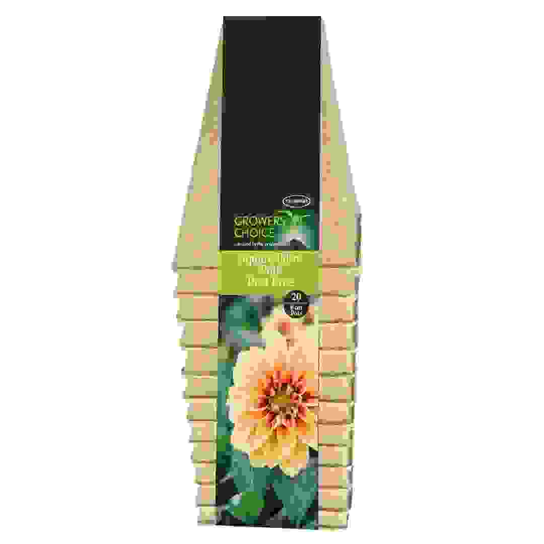 Tildenet Growers Choice Sqaure Fibre Pots (6 cm, 20 Pc.)
