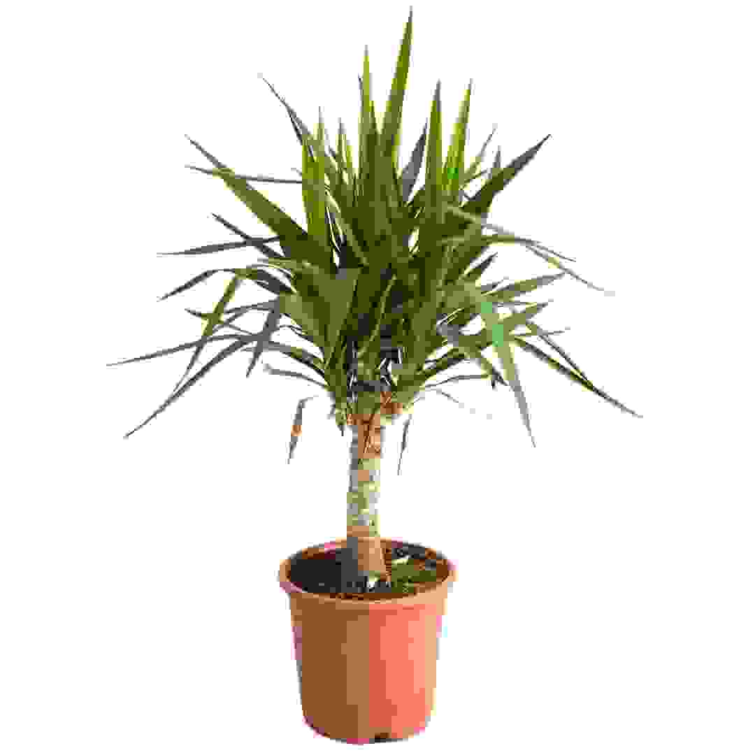 Yucca Outdoor Plant