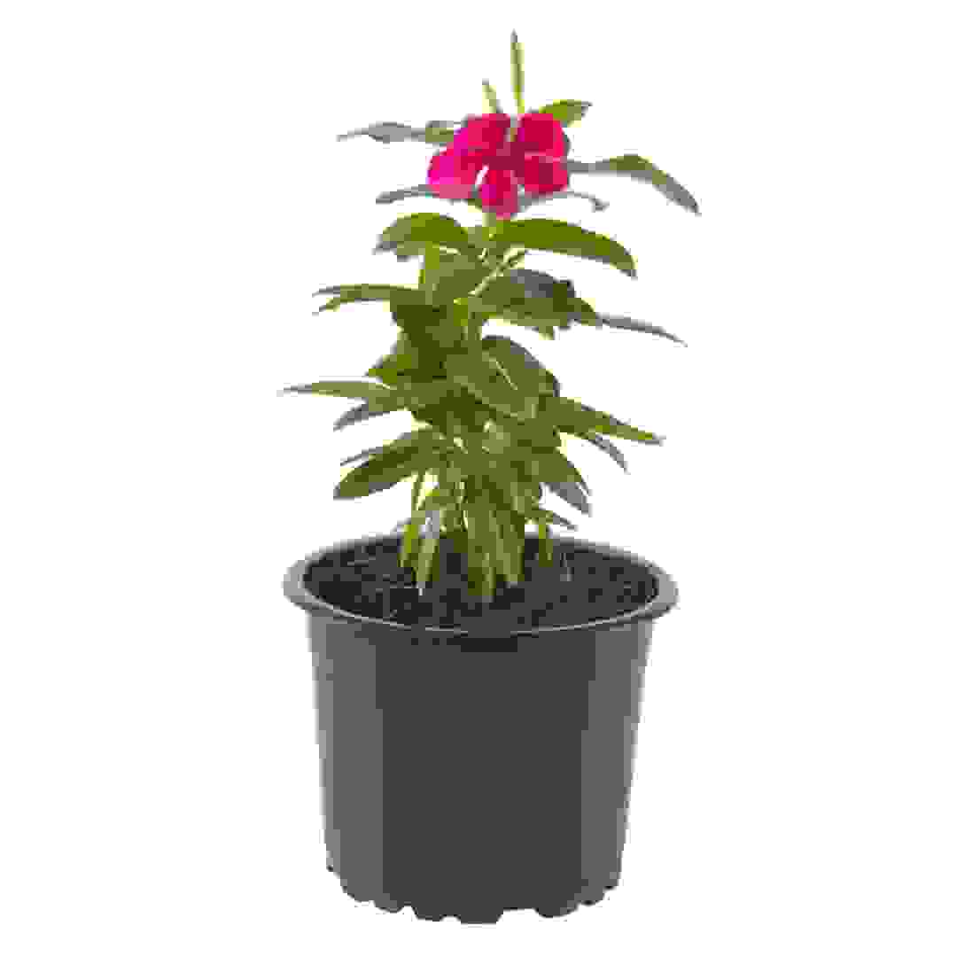Vinca V9 Outdoor Plant (Red)