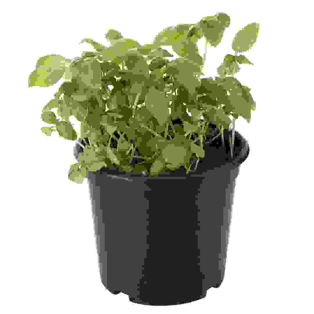 V13 Basil Live Plant