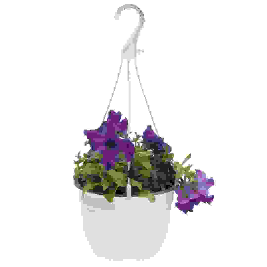 Purple Petunia Hanging Outdoor Plant
