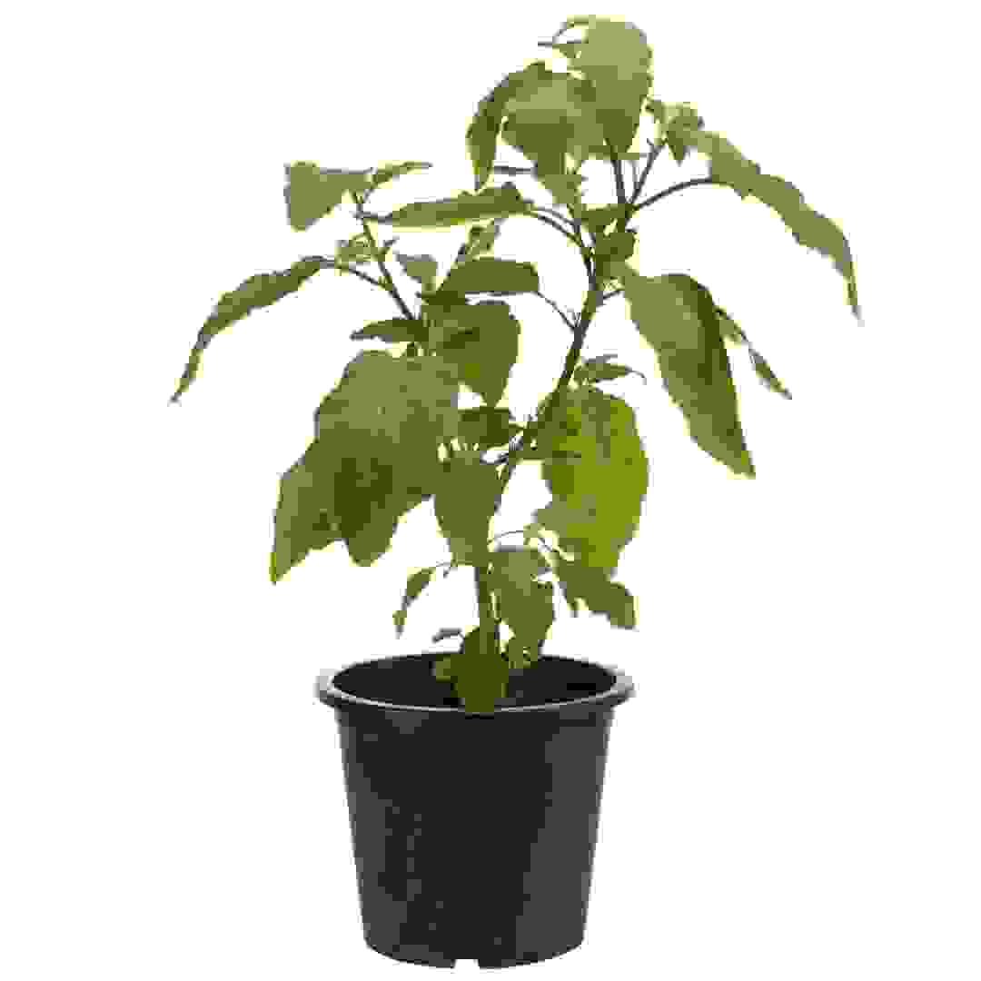 Eggplant Live Plant