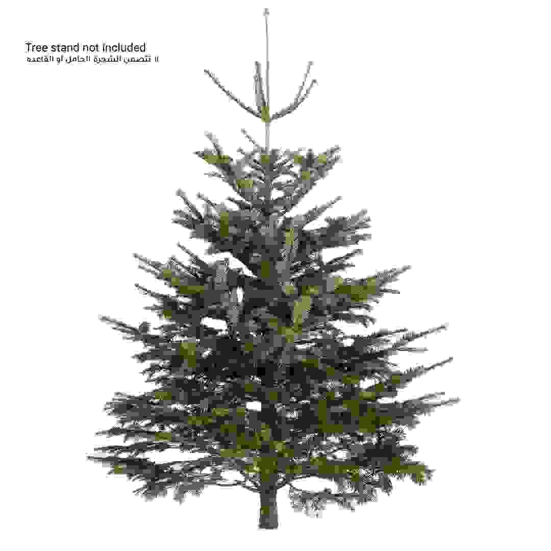 Fresh Abies Nordmanniana Christmas Tree (180 cm)