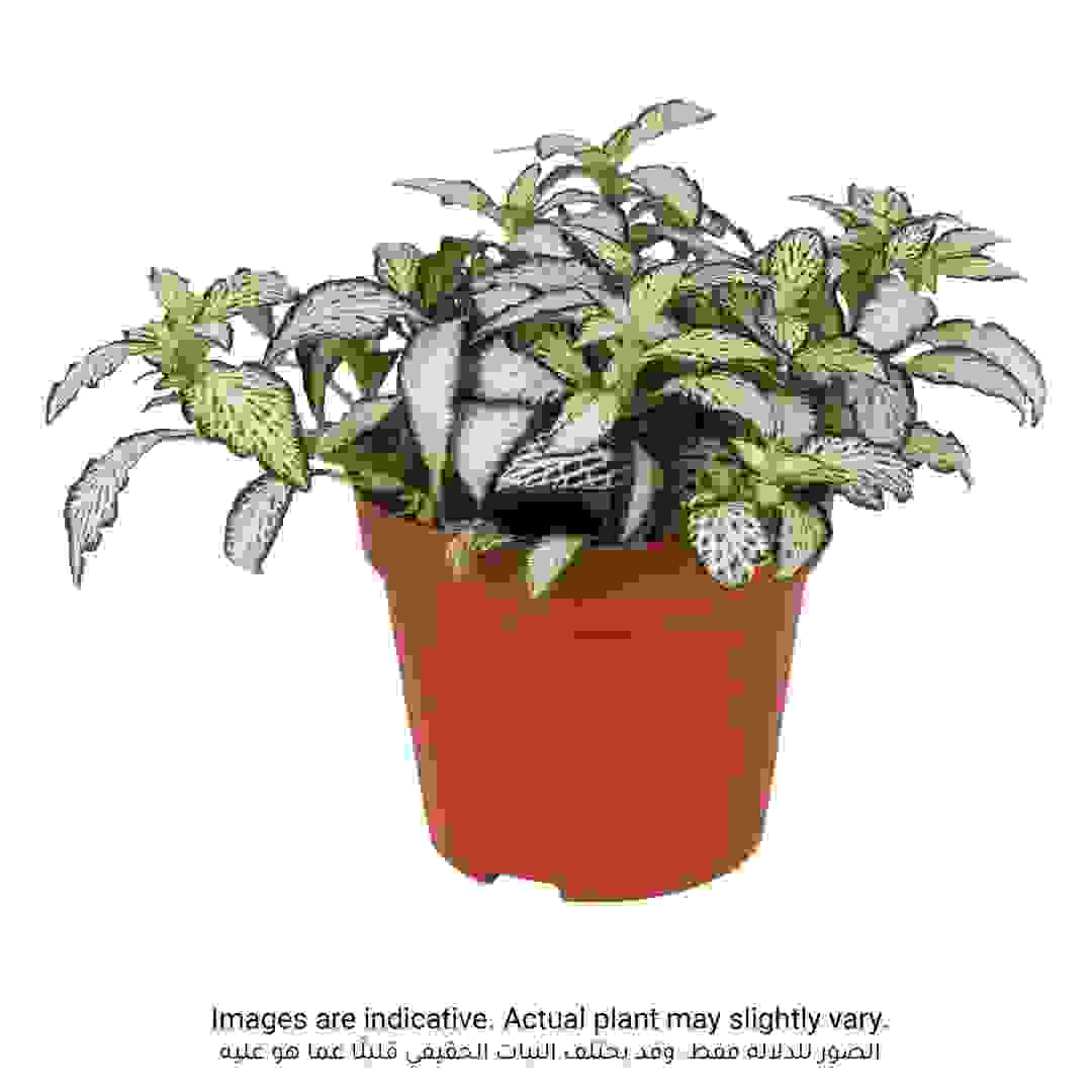 Siji Green Fittonia Plant
