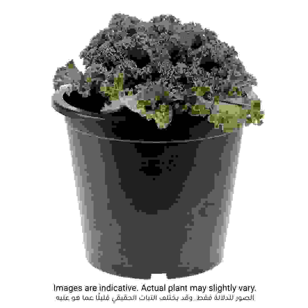 Kale Plant