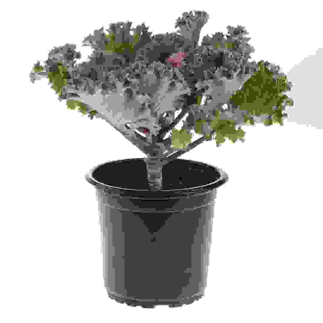 نبات الكيل (13 سم)