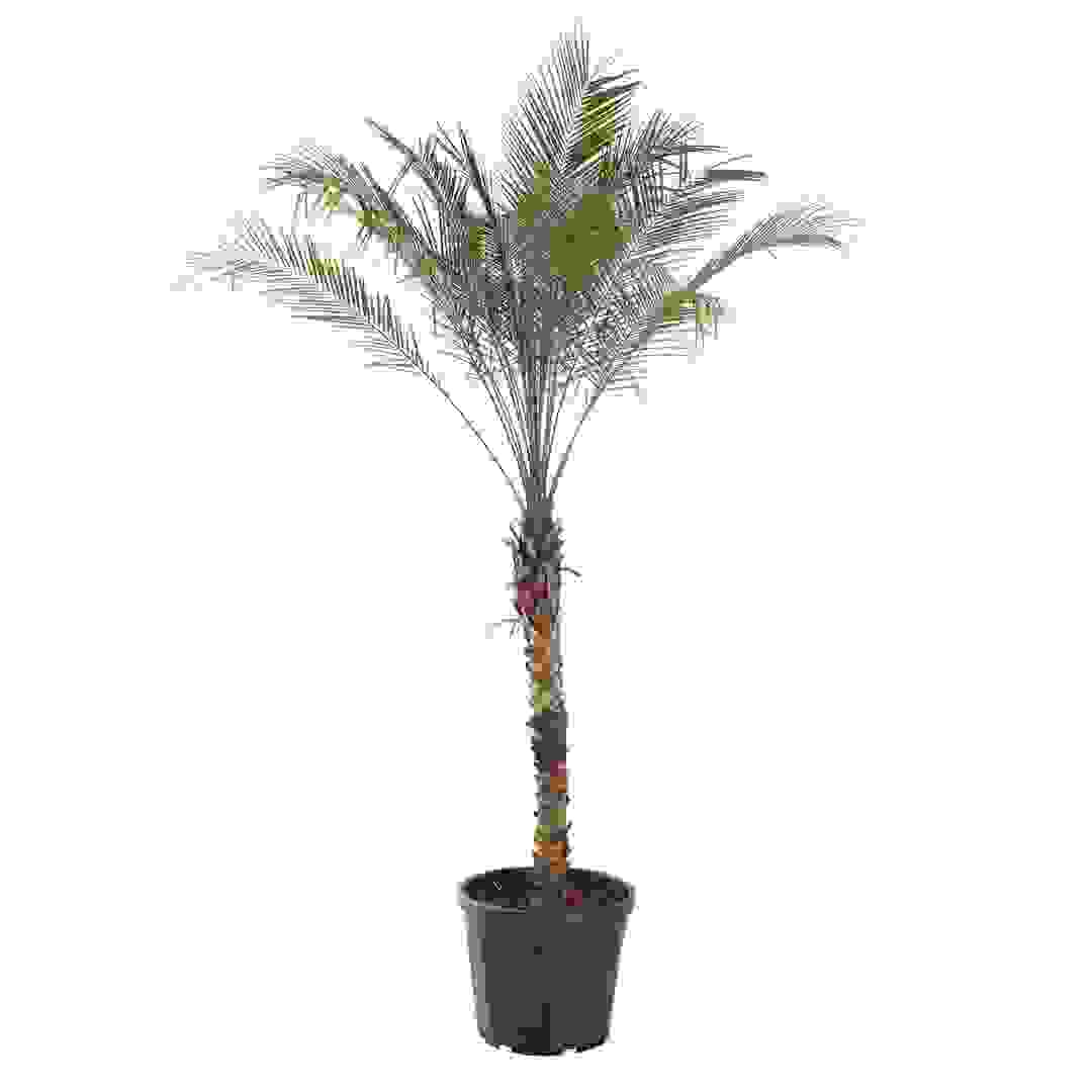 نبات نخيل فينيكس رويبليني