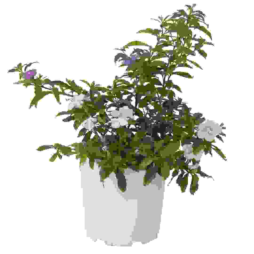 Day To Day Indoor Plant (10 L)