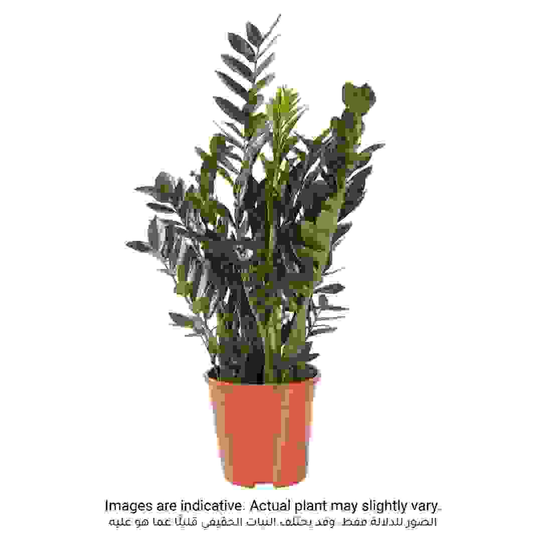 نبات زاميوكولكاس داخلي طبيعي سيجي (100 سم)