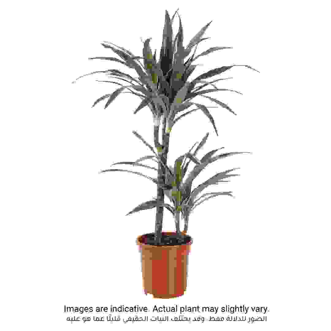 Siji Dracaena Warnekki Indoor Live Plant (80 cm)