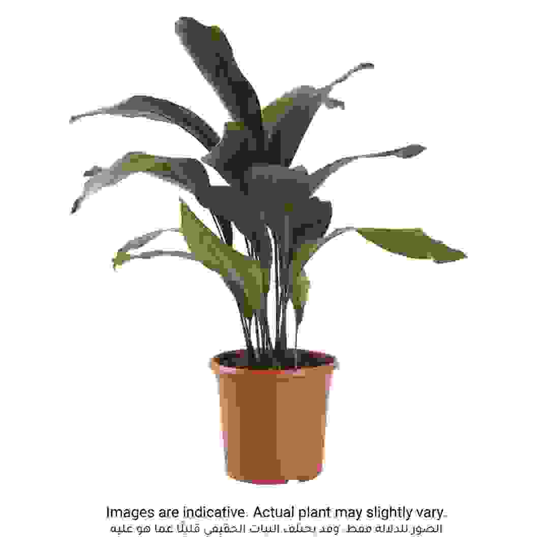 Siji Aspedistra Indoor Live Plant (80 cm)