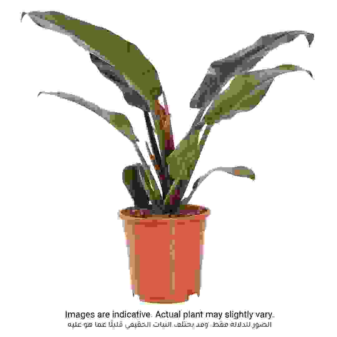 Siji Philodendron Imperial Red Indoor Live Plant (60 cm)