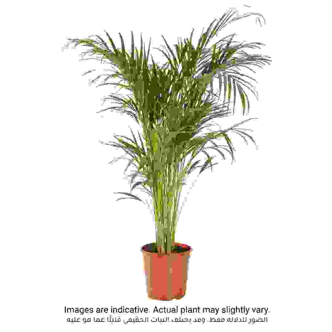 نبات نخلة الأريكا داخلي طبيعي سيجي (150 سم)