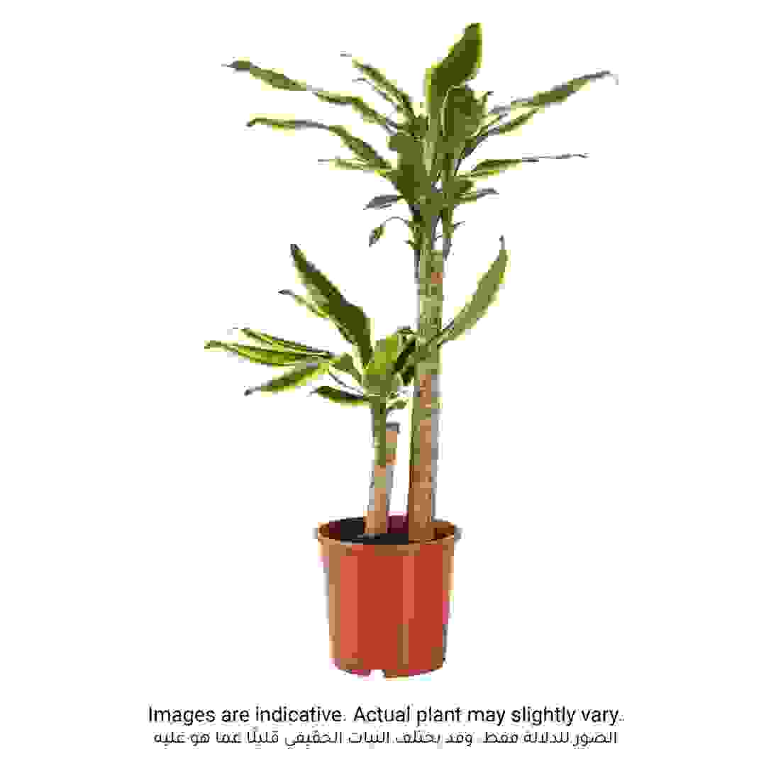 نبات دراكاينا جولدن كوست داخلي طبيعي سيجي (80 سم)