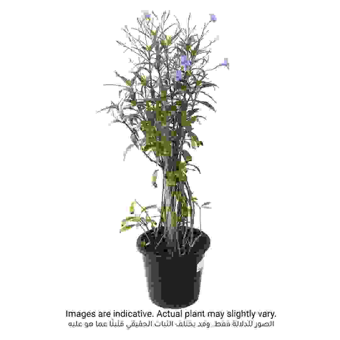 Ruellia Outdoor Plant