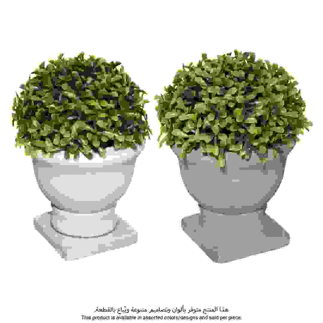 نبات شمشاند رومانس بوكسوود (تصاميم متنوعة، ارتفاع 16 سم)