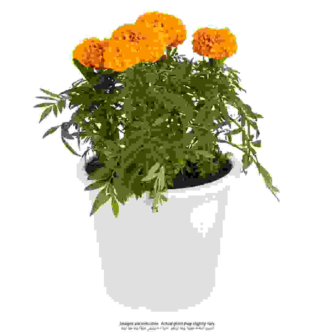 نبات ماري جولد طبيعي للأماكن الخارجية