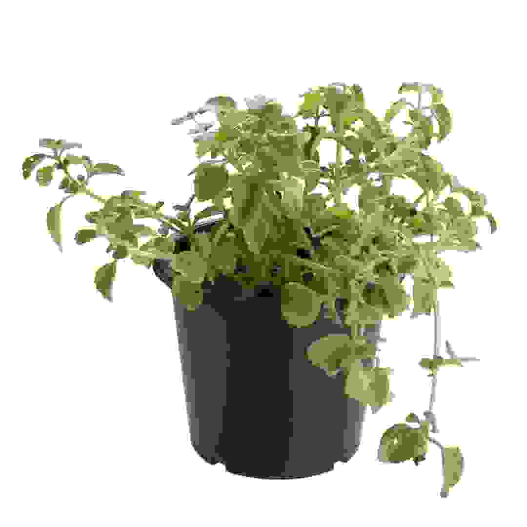 Spanish Thyme Live Outdoor Plant W/Nursery Pot