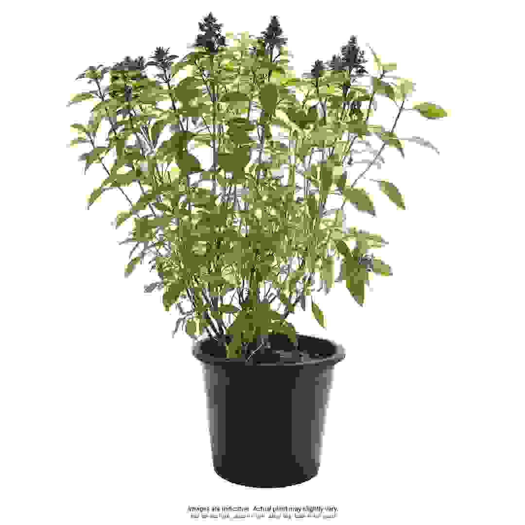 Thai Basil Live Outdoor Plant