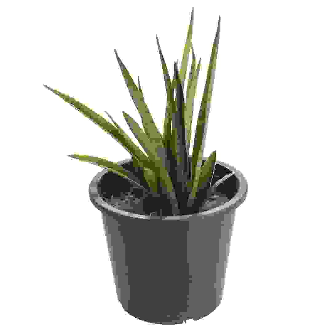 Sansevieria Green Stem Live Outdoor Plant W/Nursery Pot