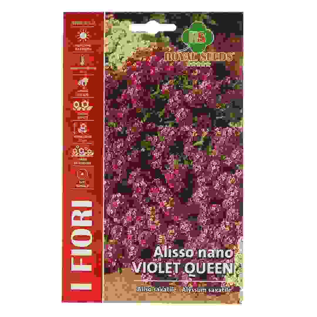 عبوة بذور أليسوم قزمي بنفسجي رويال سيدز