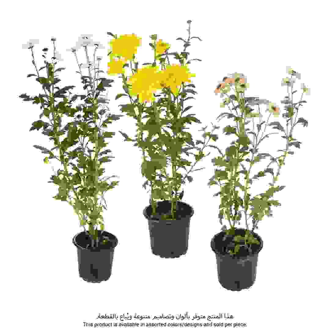 نبتة أقحوان طبيعة مع أصيص بلاستيك (ألوان/أشكال متنوعة، 40 × 50 × 40 سم)