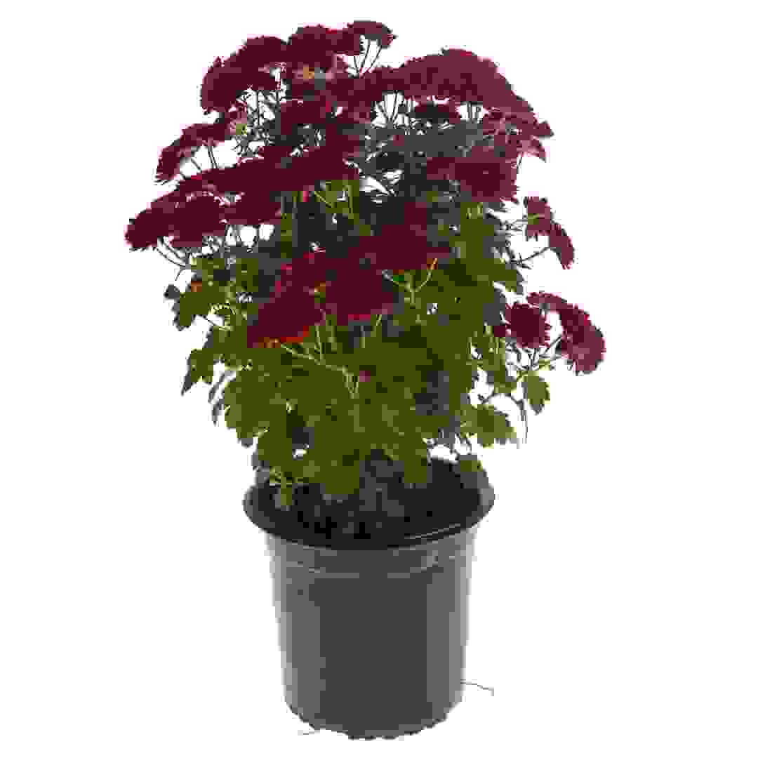 نبتة أقحوان طبيعة حمراء مع أصيص بلاستيك (40 × 50 × 40 سم)